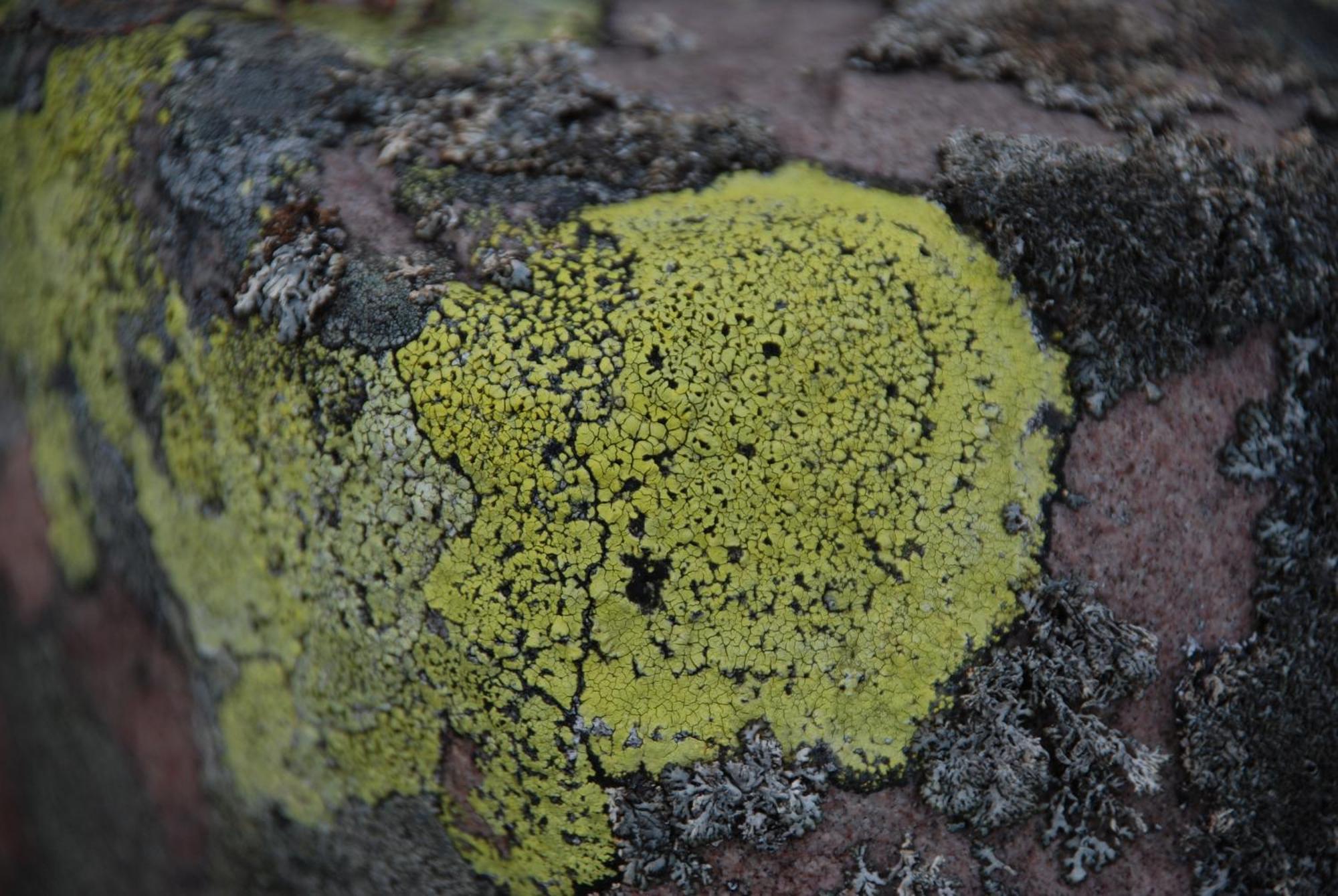 16 - Fulufjellets Nasjonalparker - Natur-, Dyre- Og Fugleopplevelser Ljørdal Exterior foto