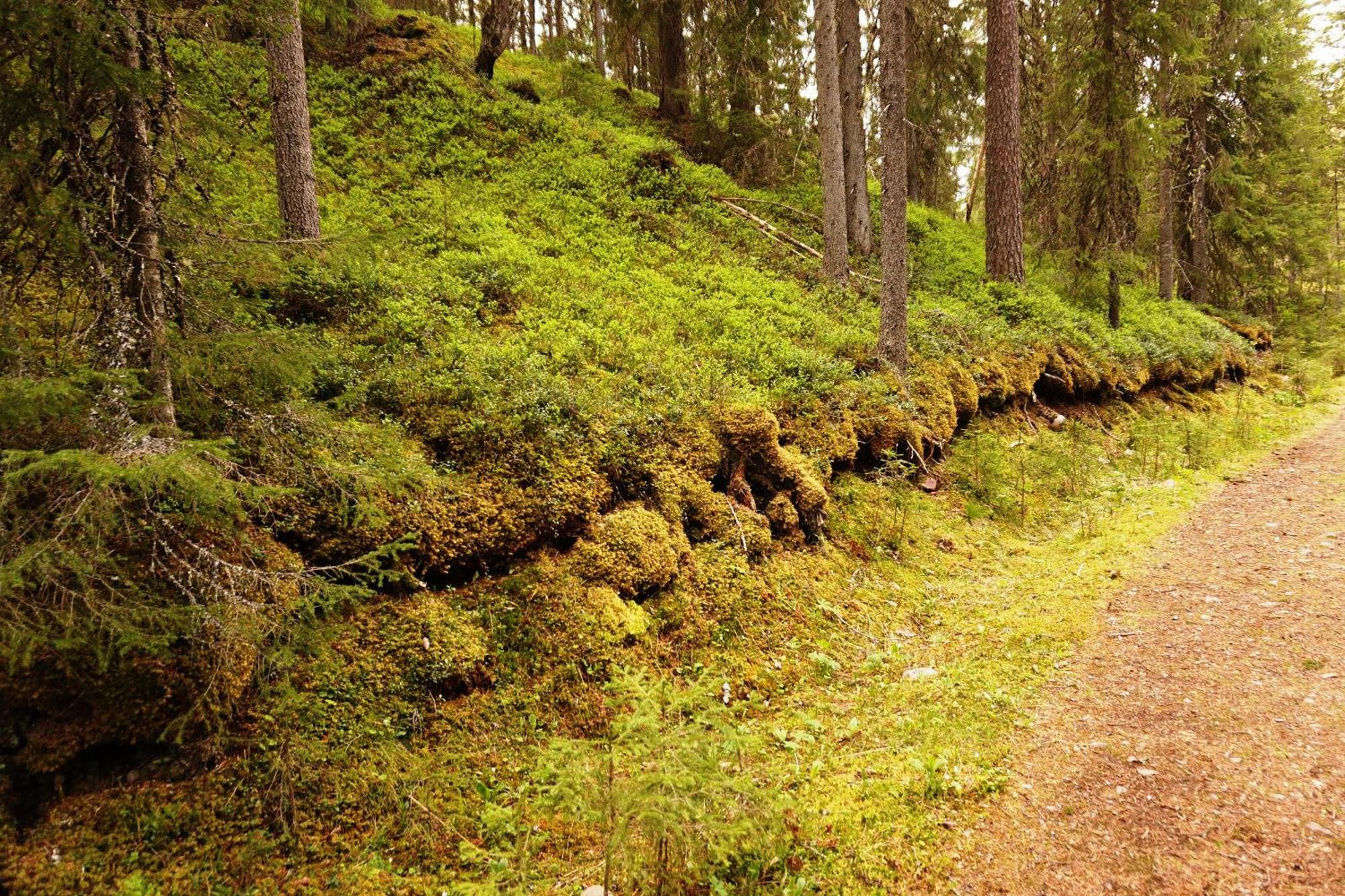 16 - Fulufjellets Nasjonalparker - Natur-, Dyre- Og Fugleopplevelser Ljørdal Exterior foto
